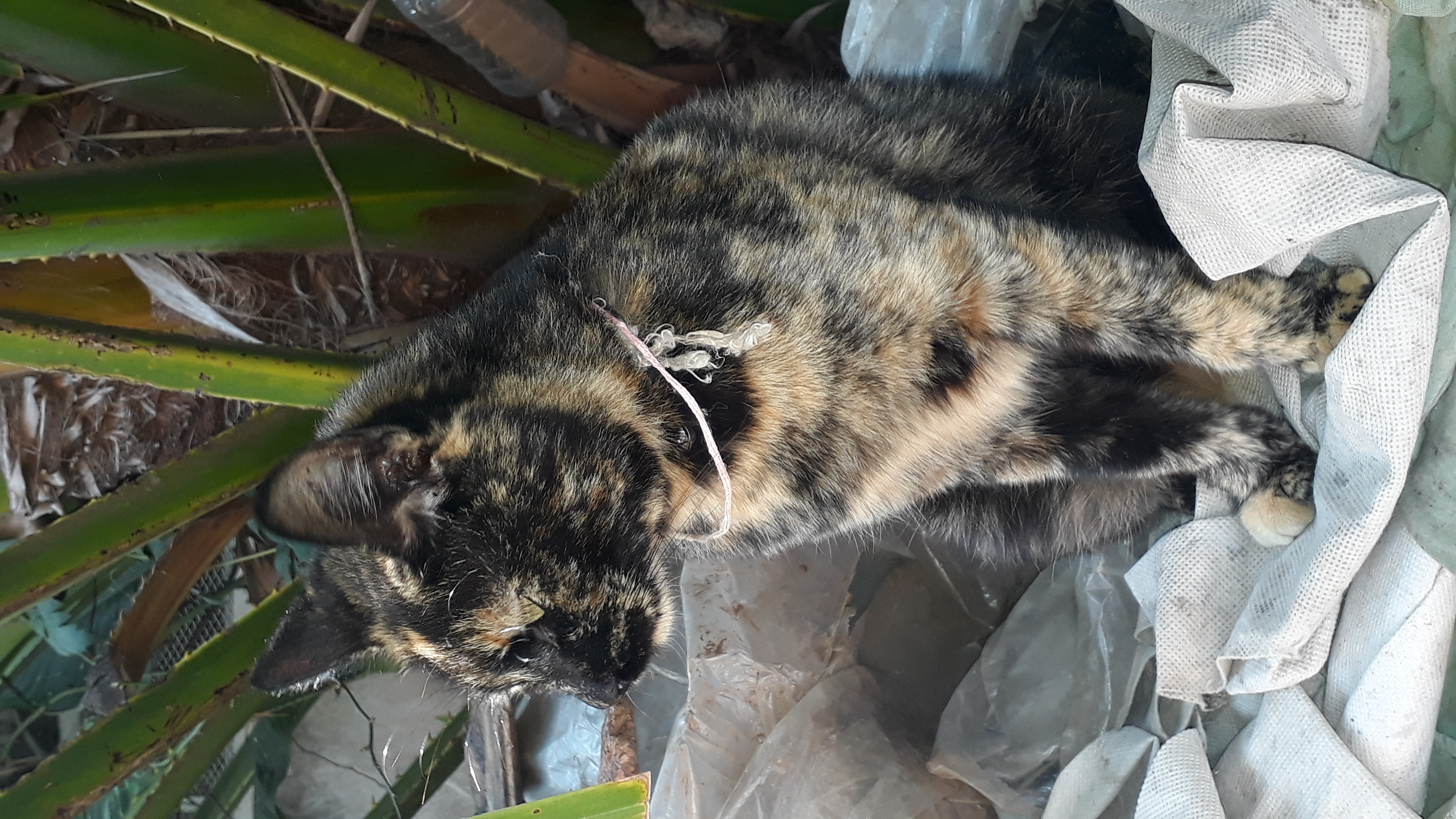 imagen participante carrera