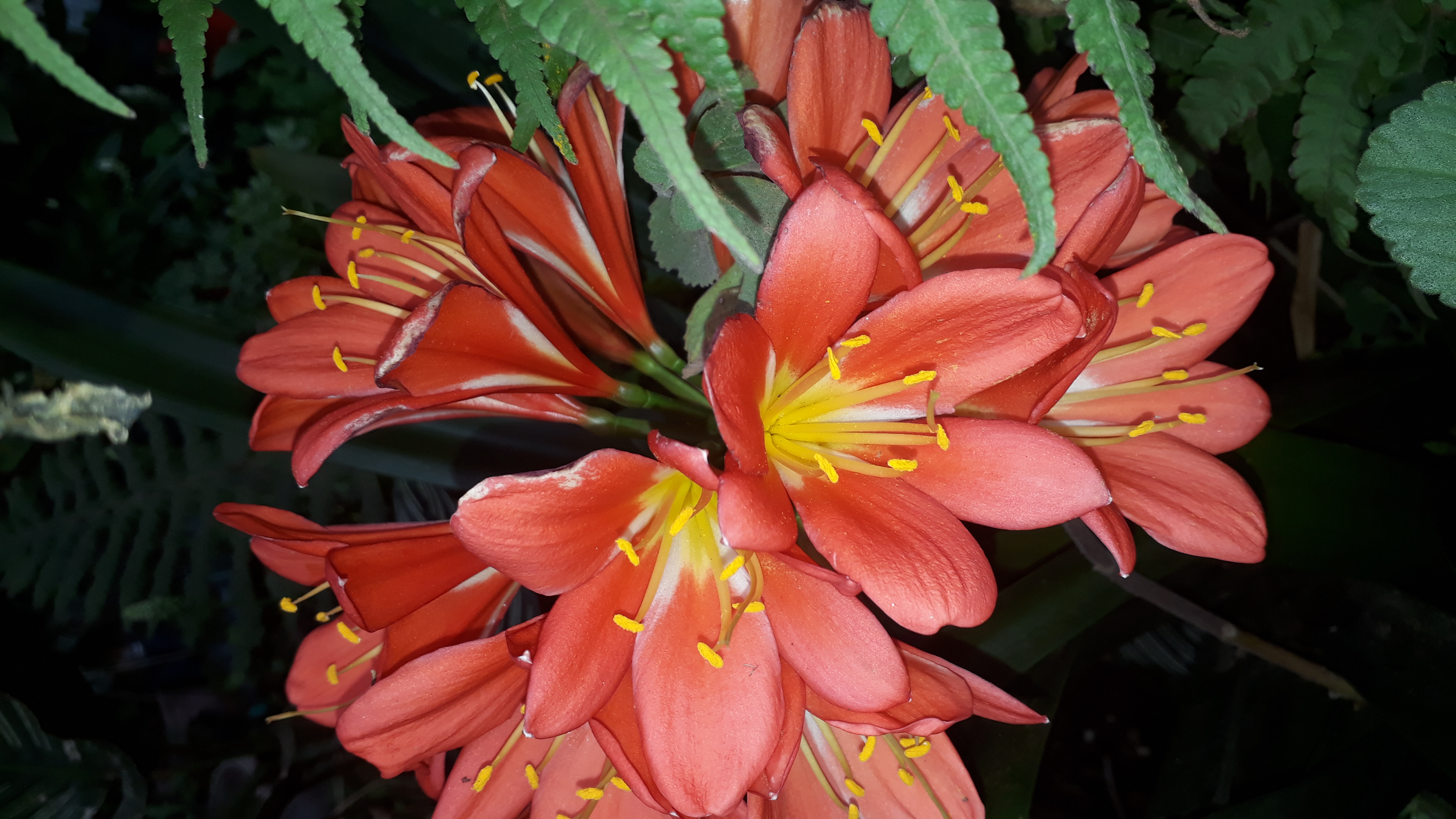 imagen participante carrera